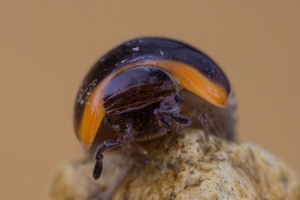 Glomeridae - Glomeris romana